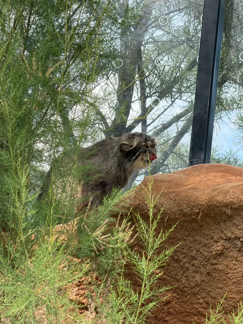 プラハ動物園のスパイの写真