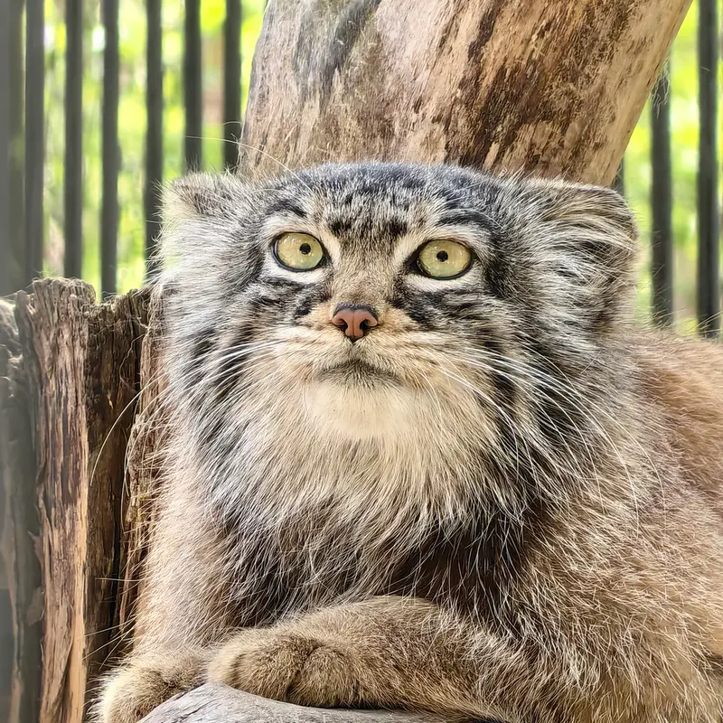 ノヴォシビルスク動物園のゾーシャの写真