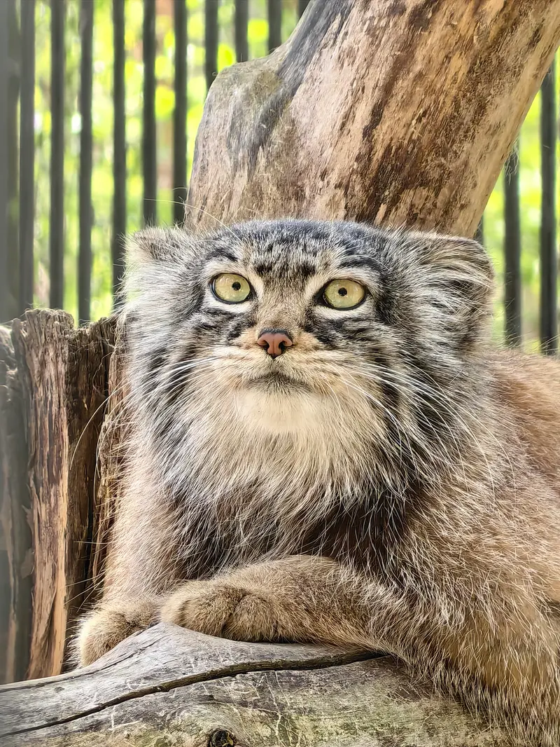 ノヴォシビルスク動物園のゾーシャの写真