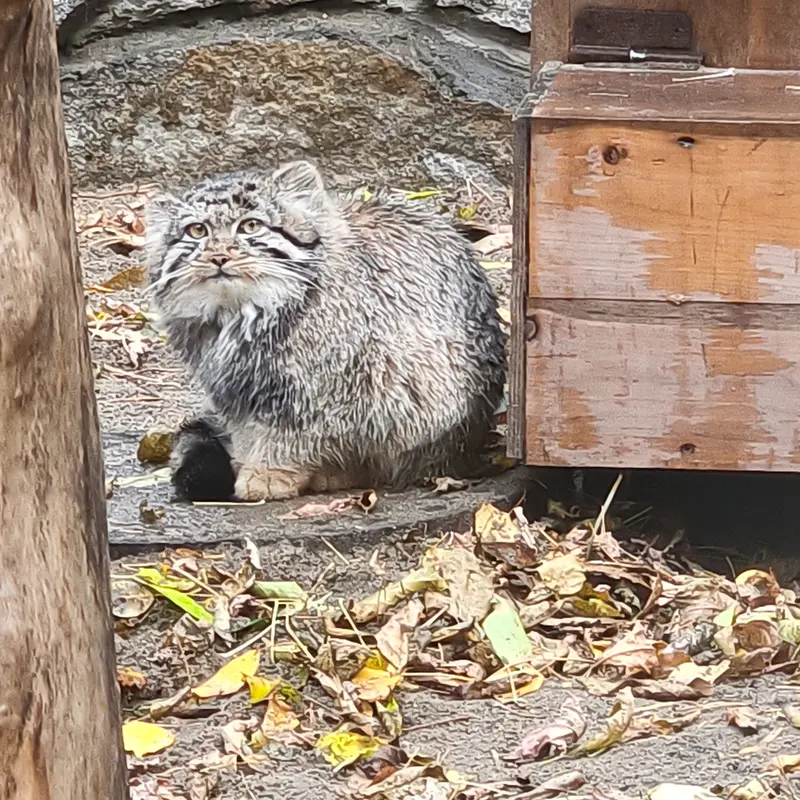 ノヴォシビルスク動物園のマヌルネコの写真