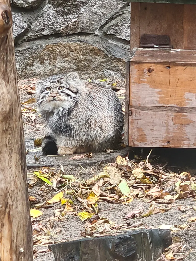 ノヴォシビルスク動物園のマヌルネコの写真