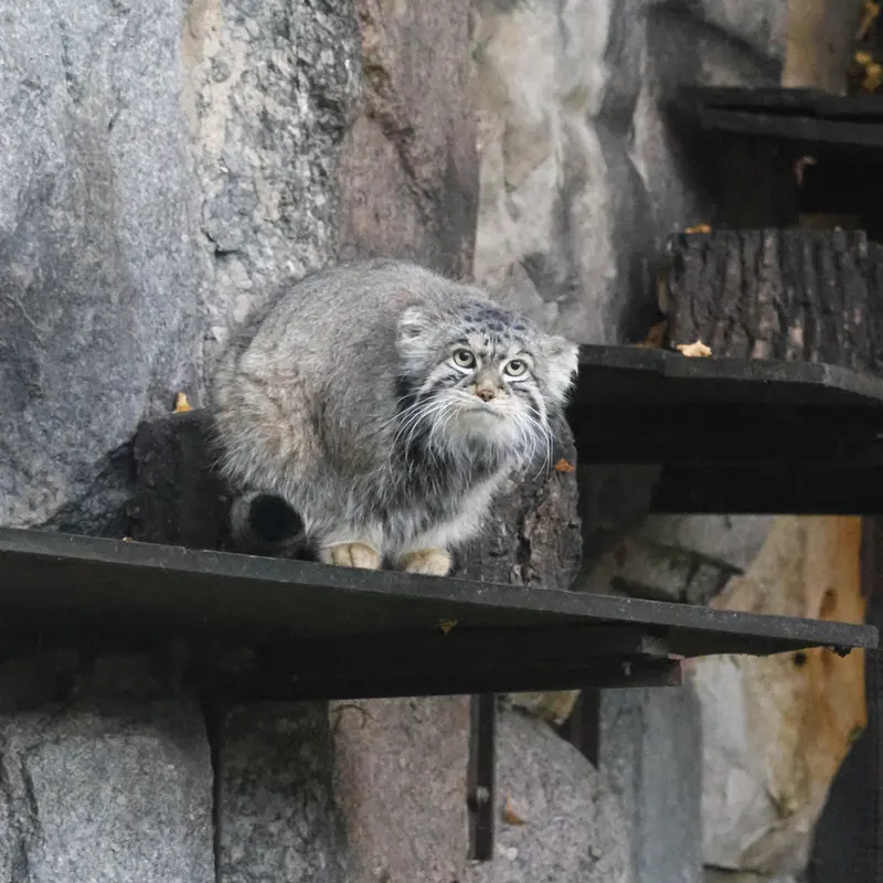マヌルネコの写真
