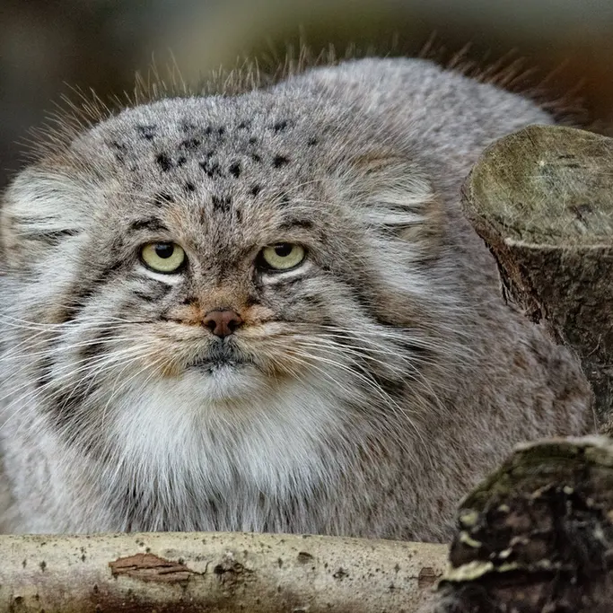 バナム動物園のバックの写真