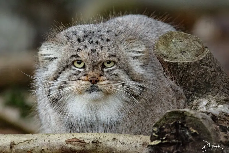 バナム動物園のバックの写真
