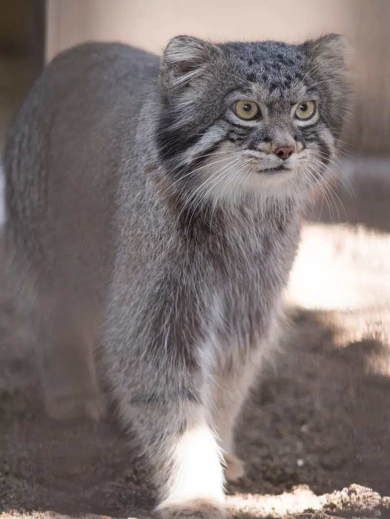野毛山動物園のフィーガの写真