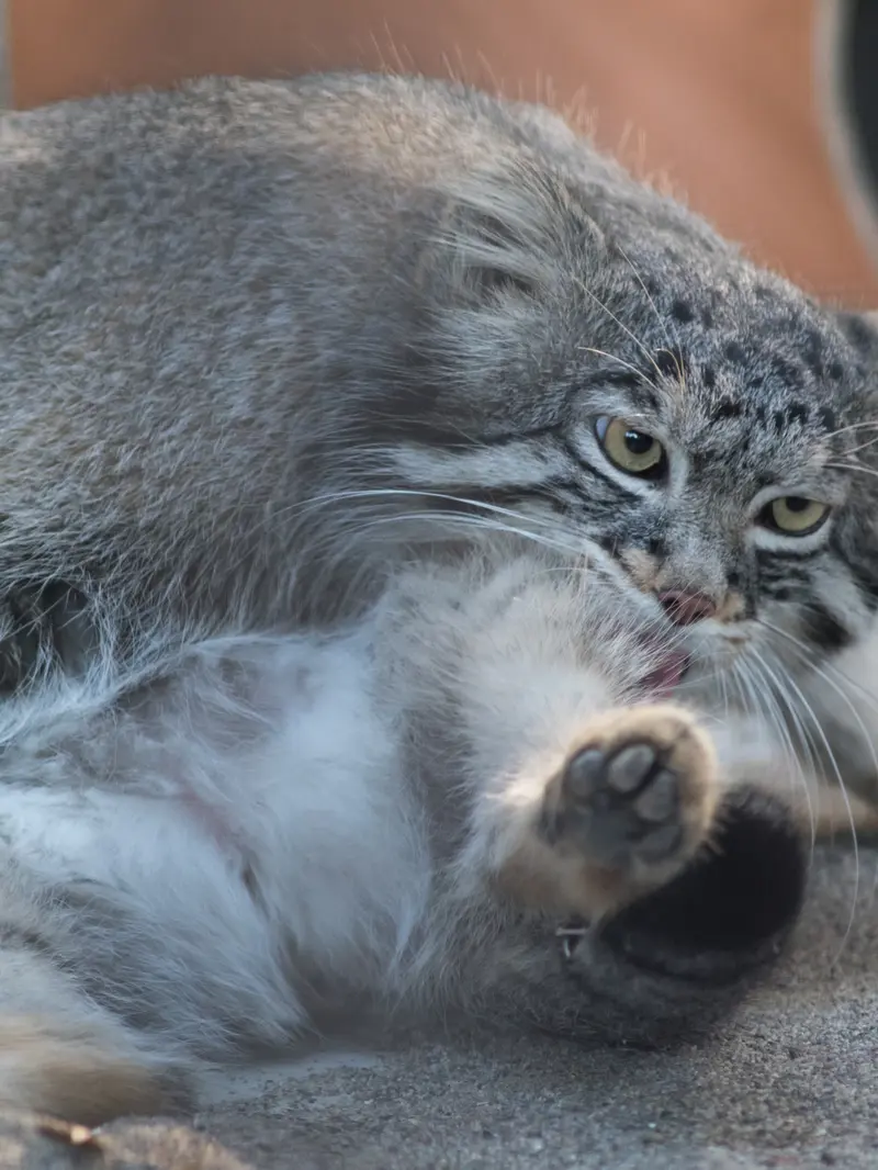 野毛山動物園のフィーガの写真
