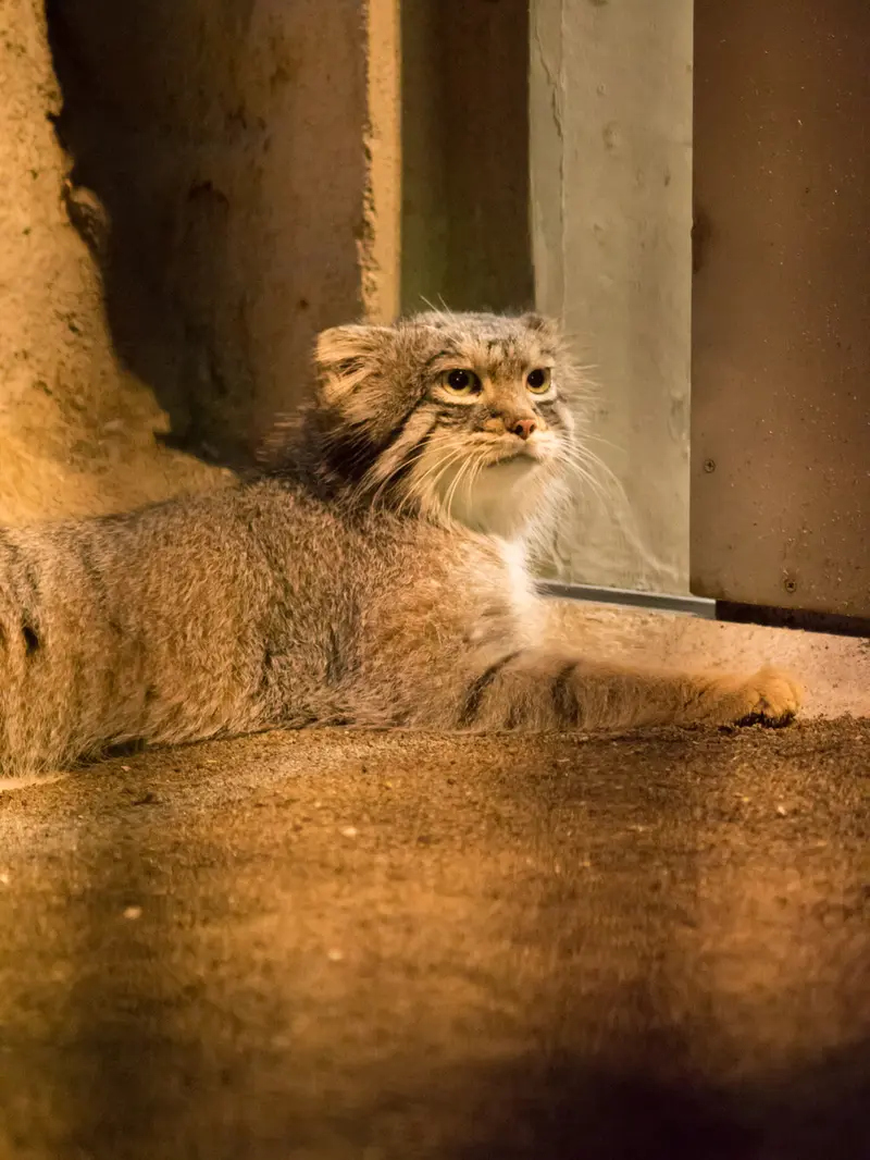 野毛山動物園のフィーガの写真