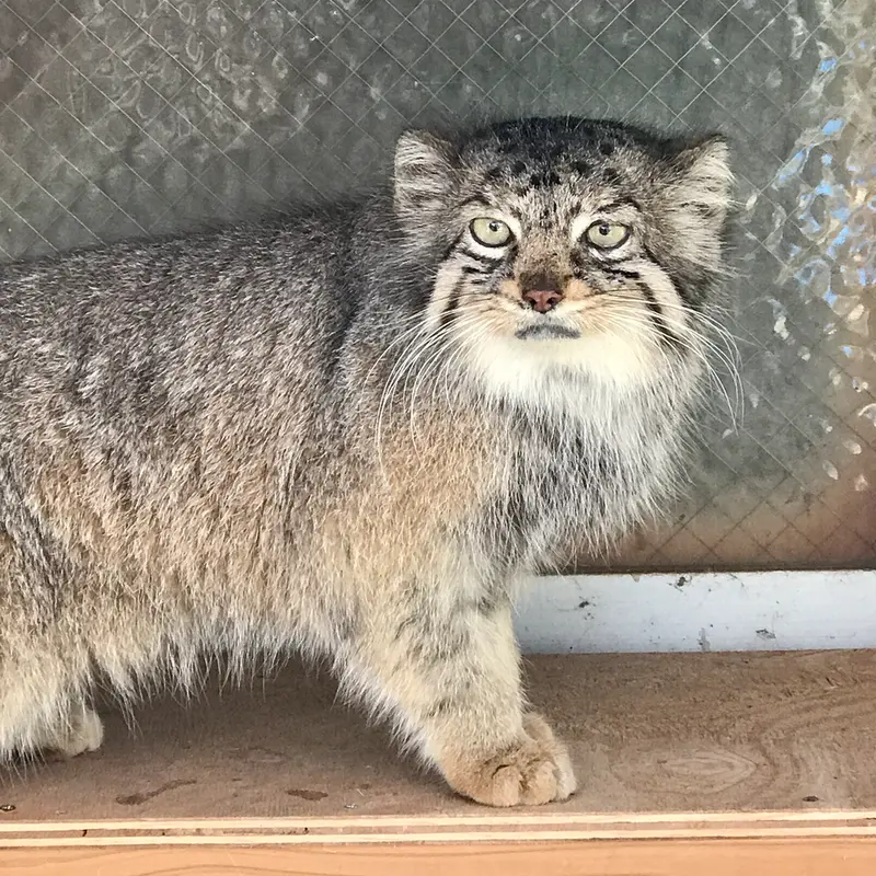 埼玉県こども動物自然公園のタビーの写真