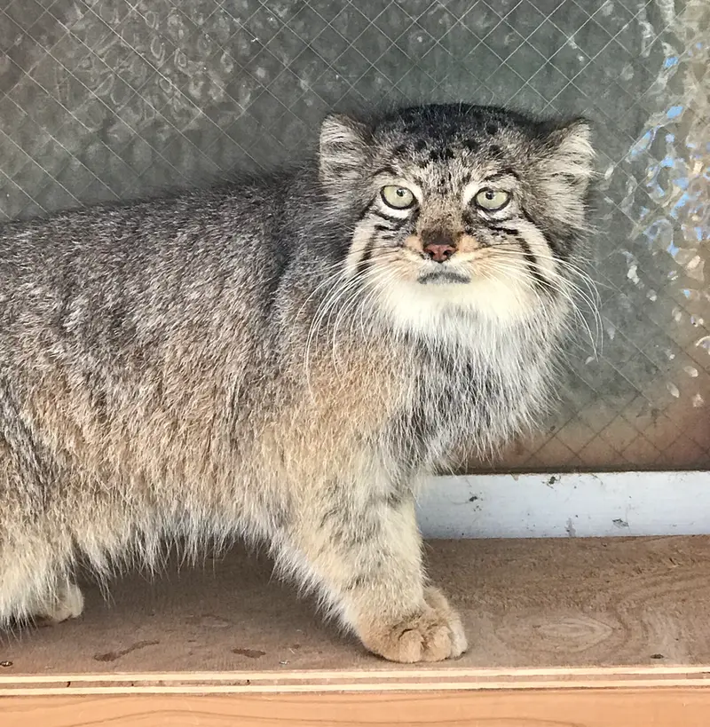 埼玉県こども動物自然公園のタビーの写真