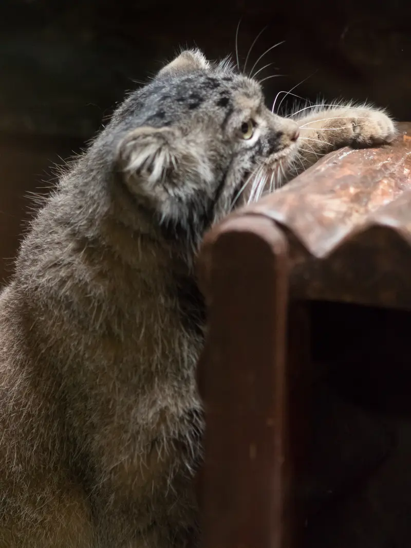恩賜上野動物園のサフランの写真