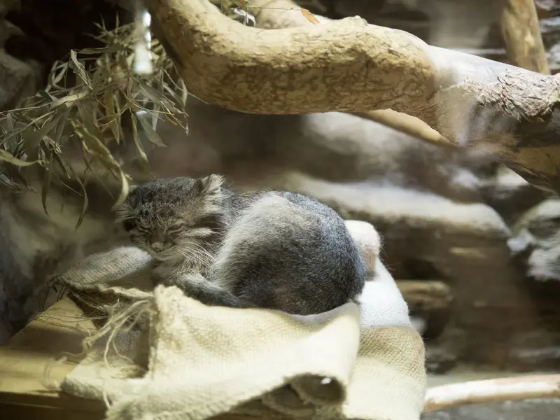 恩賜上野動物園のクリョンの写真