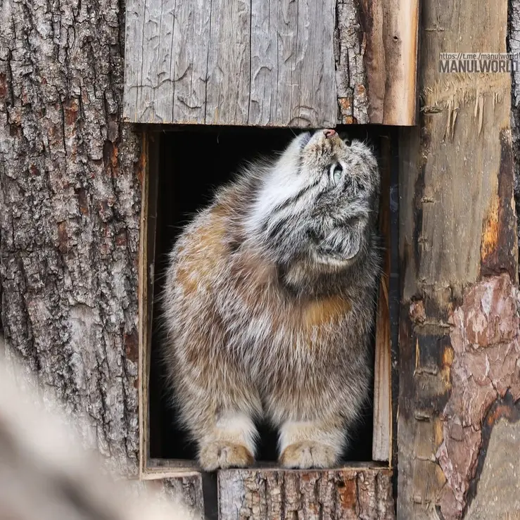 レッドリバー動物園のカイの写真