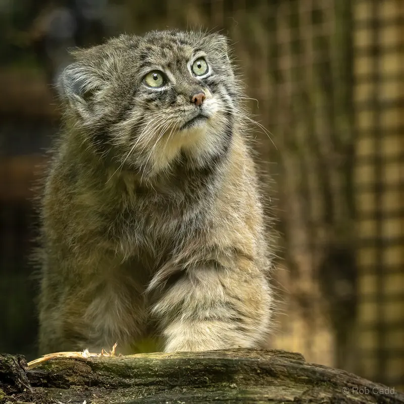 コッツウォルド・ワイルドライフ・パーク・アンド・ガーデンズのトゥルの写真