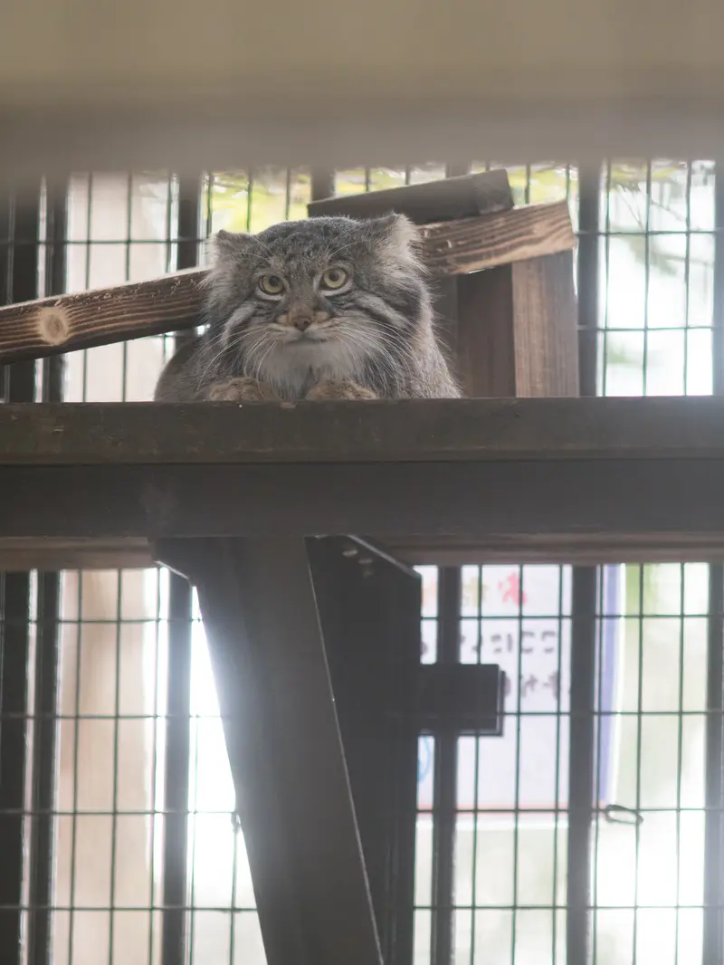 野毛山動物園のフィーガの写真
