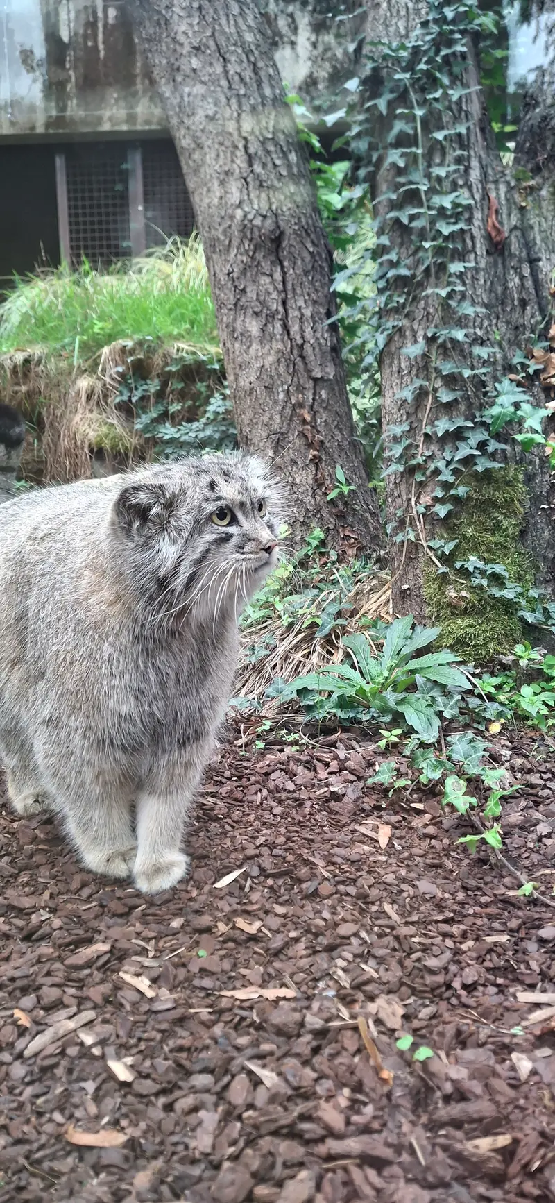 ジャルダン・デ・プラント動物園のコッリ・オッリの写真