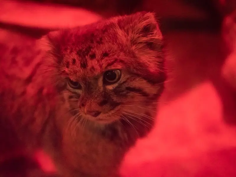 恩賜上野動物園のナイマの写真