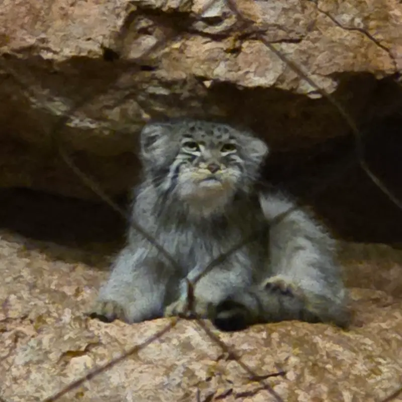 ブルックフィールド動物園シカゴのヨハンの写真
