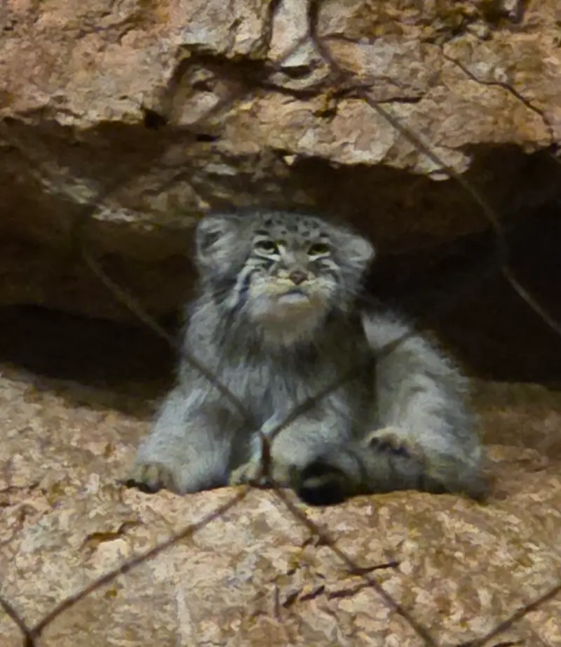 ブルックフィールド動物園シカゴのヨハンの写真