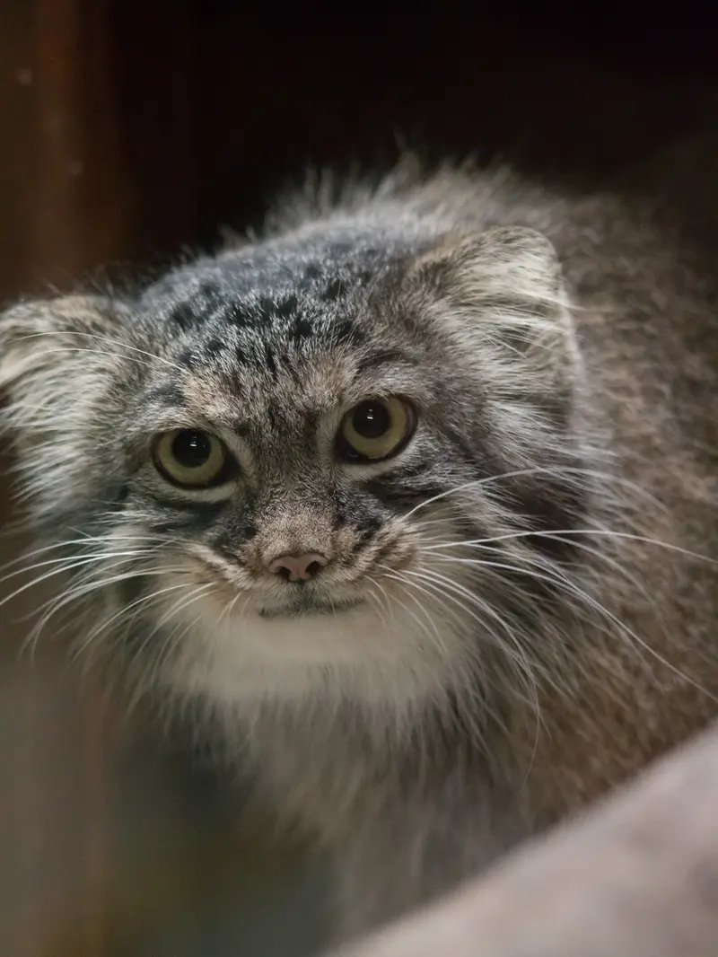 恩賜上野動物園のサフランの写真