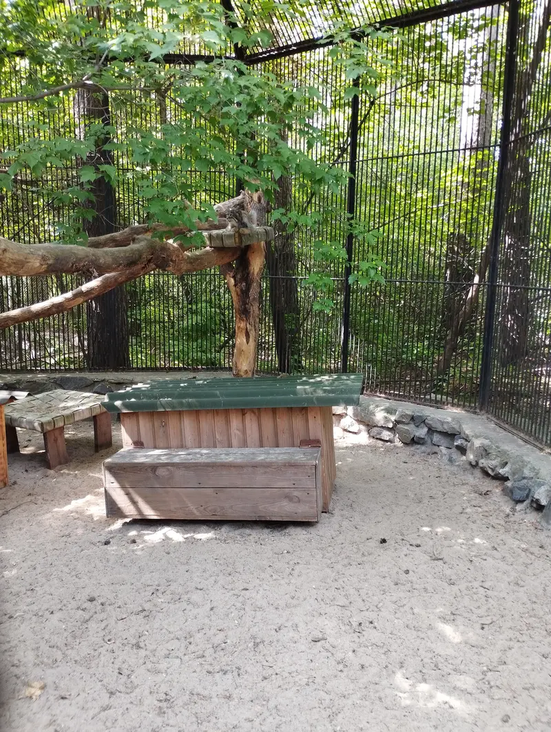 ノヴォシビルスク動物園のマヌルネコの写真