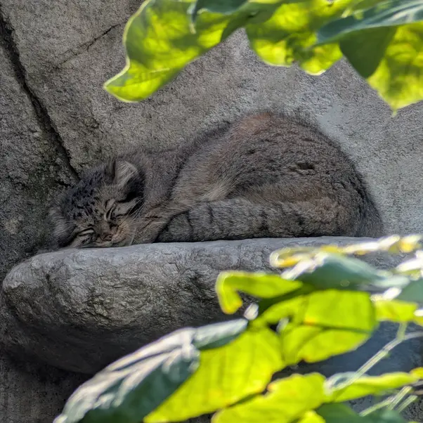 コロンバス動物園・水族館のティーナの写真