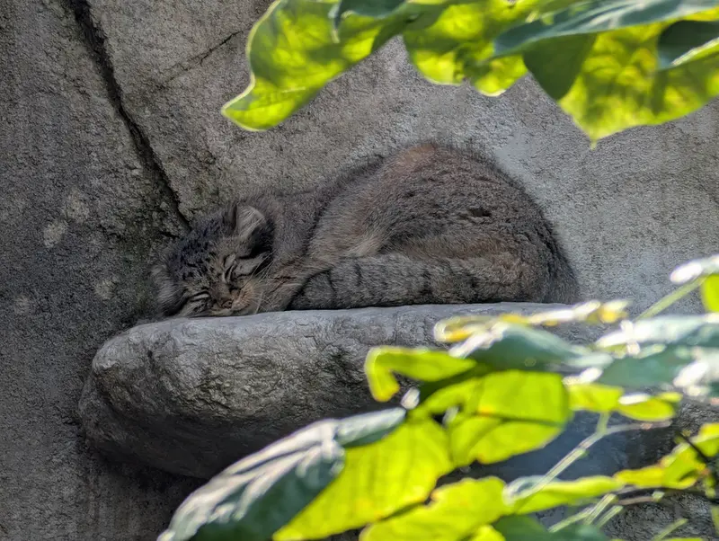 コロンバス動物園・水族館のティーナの写真