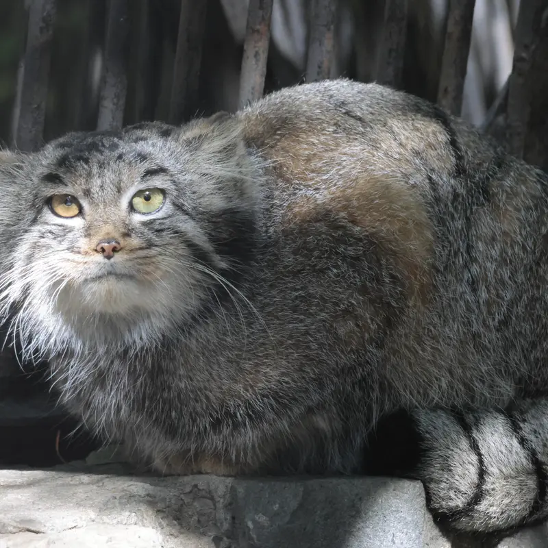 ノヴォシビルスク動物園のカトゥンの写真