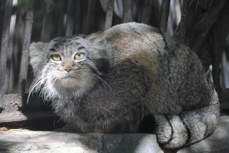 ノヴォシビルスク動物園のカトゥンの写真