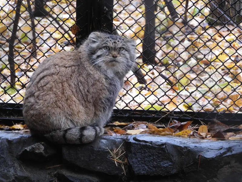ノヴォシビルスク動物園のラストチカの写真