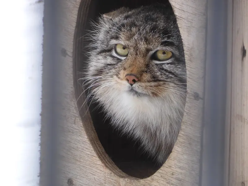 ノヴォシビルスク動物園のグレイの写真