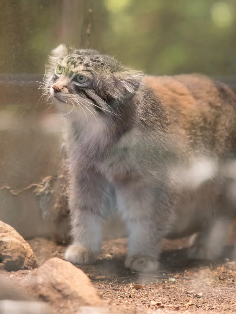 神戸市立王子動物園のイーリスの写真