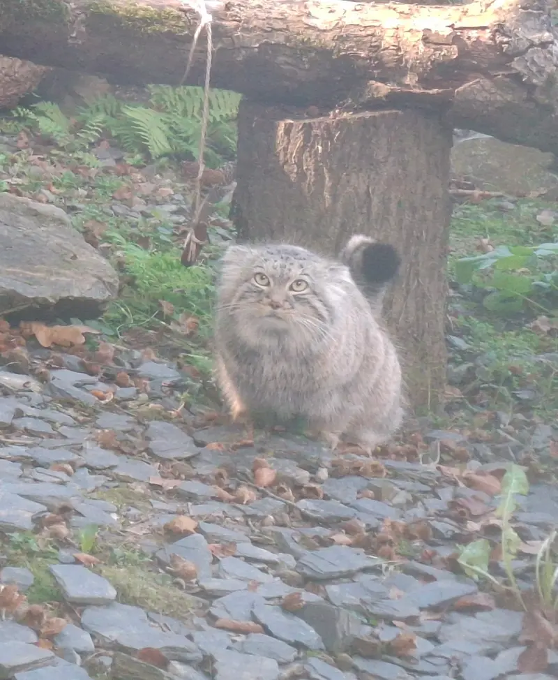 トレゴムール動物園のアルタイの写真