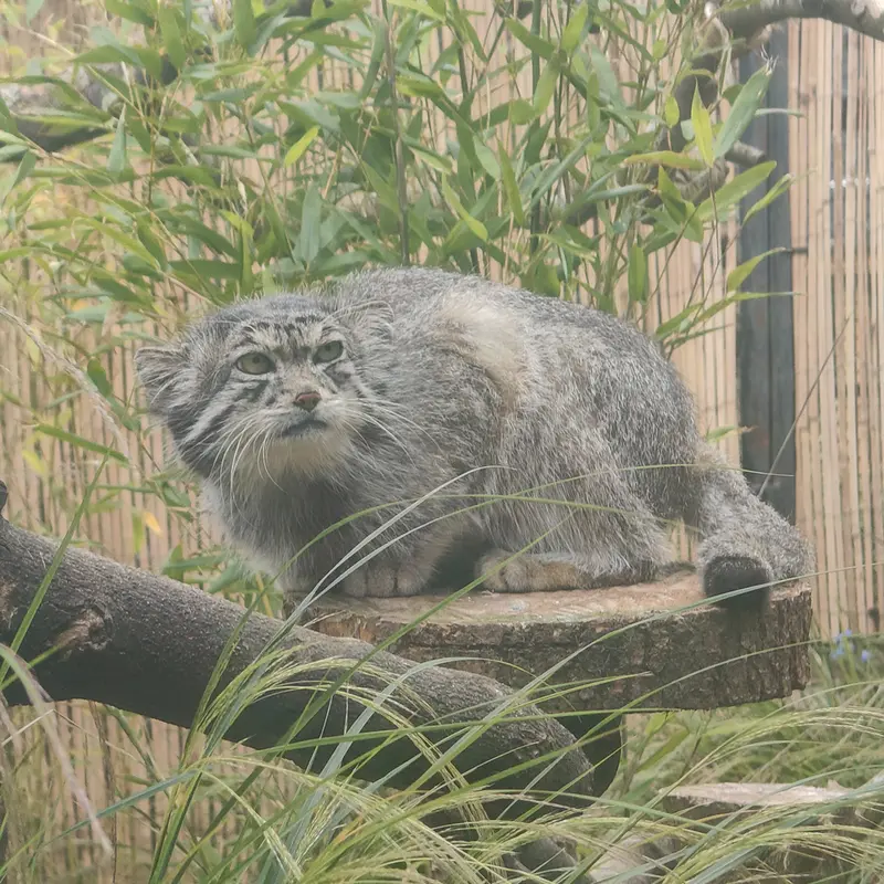 エディンバラ動物園のアキコの写真