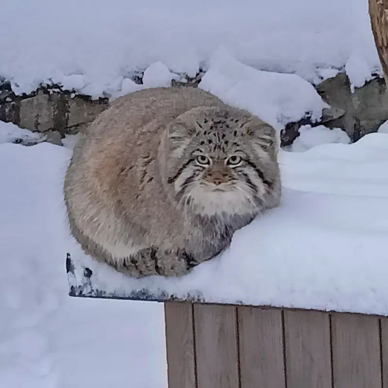 ノヴォシビルスク動物園のシルヴェスターの写真
