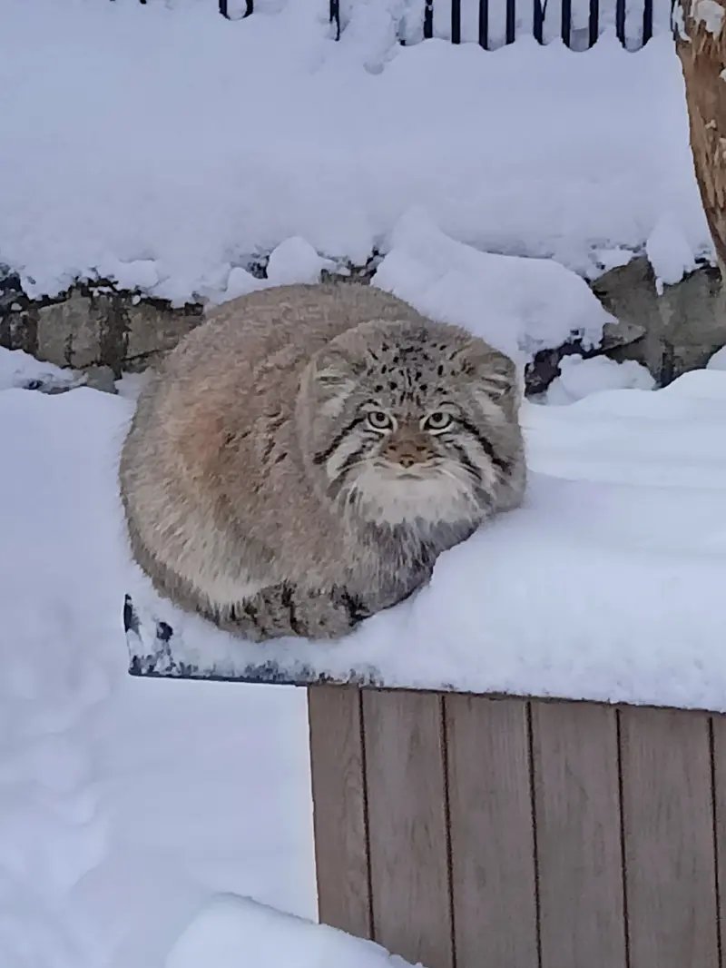 ノヴォシビルスク動物園のシルヴェスターの写真