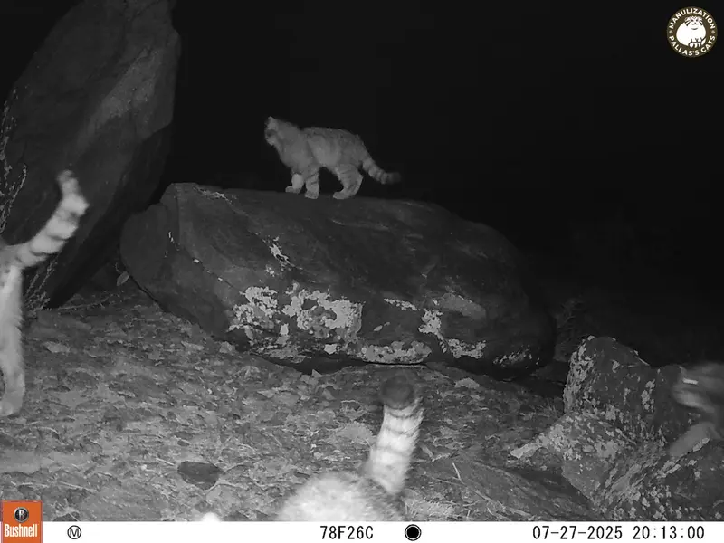コシュカルカメラトラップで撮影したOtocolobus manul manulの写真