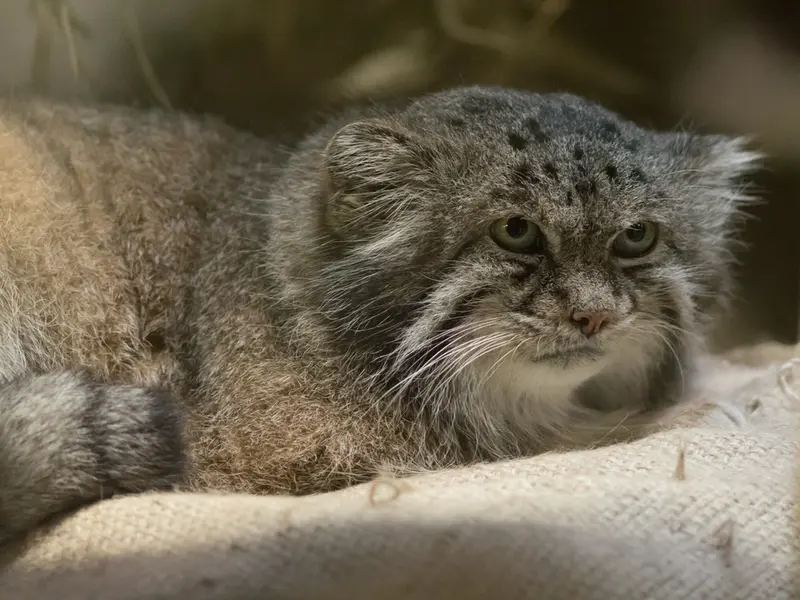 恩賜上野動物園のクリョンの写真
