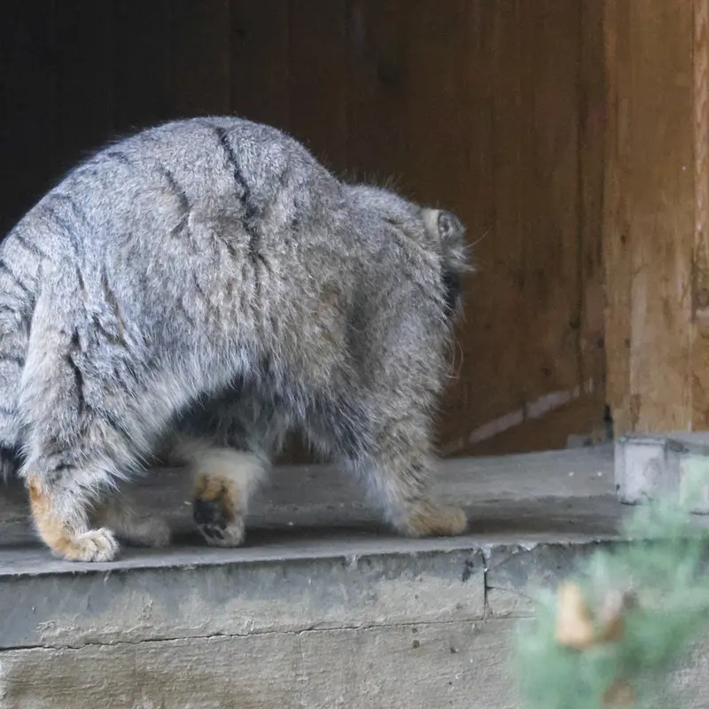 モスクワ動物園のティモフェイの写真