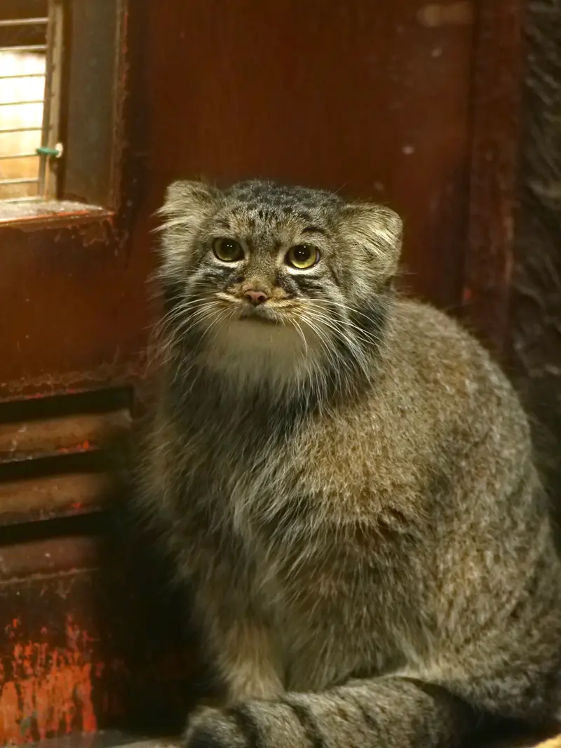 恩賜上野動物園のサフランの写真