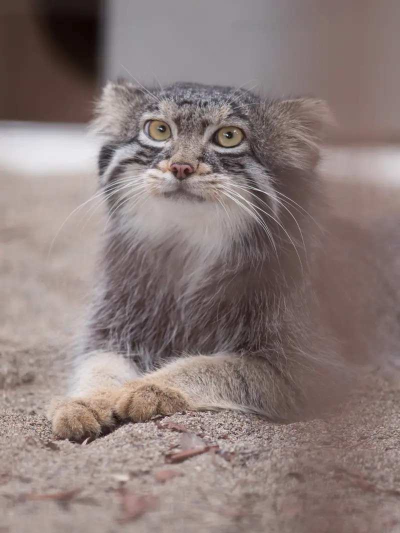 野毛山動物園のフィーガの写真