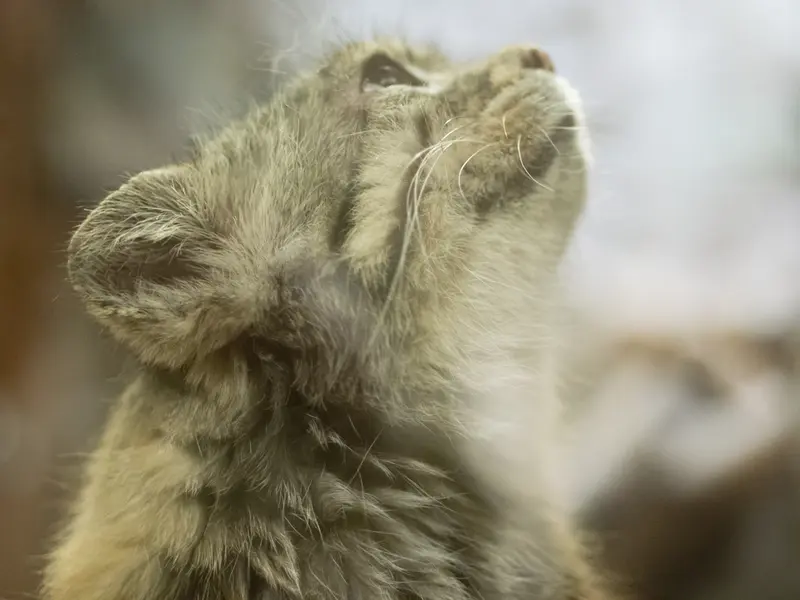 恩賜上野動物園のプリームラの写真