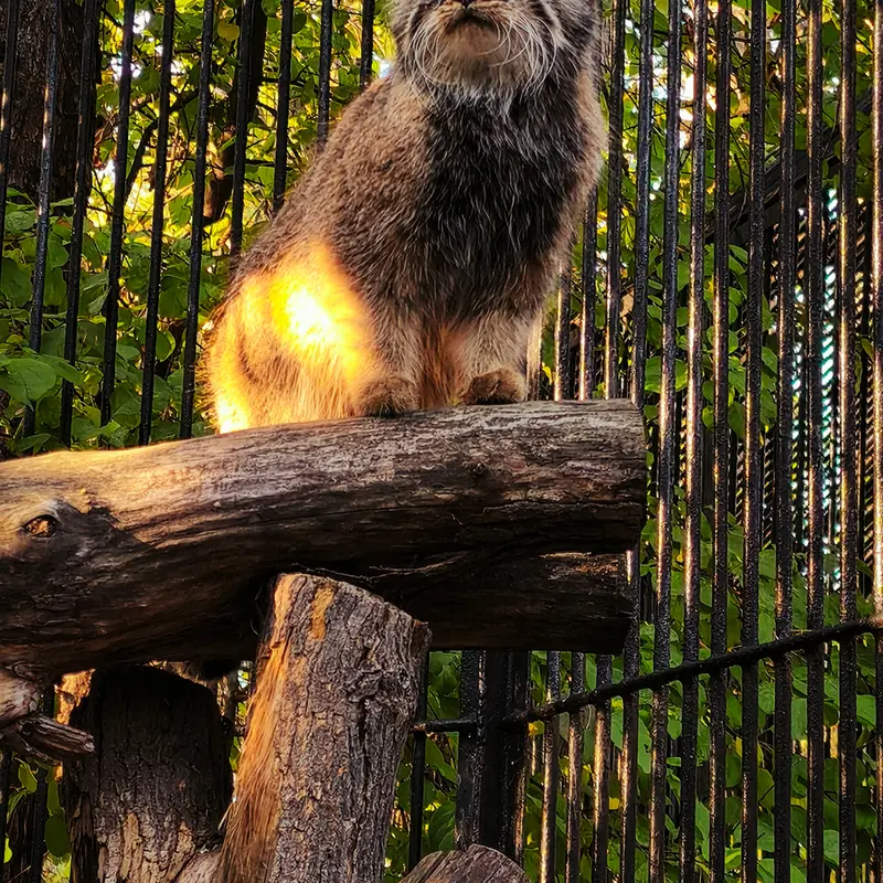 ノヴォシビルスク動物園のガビの写真