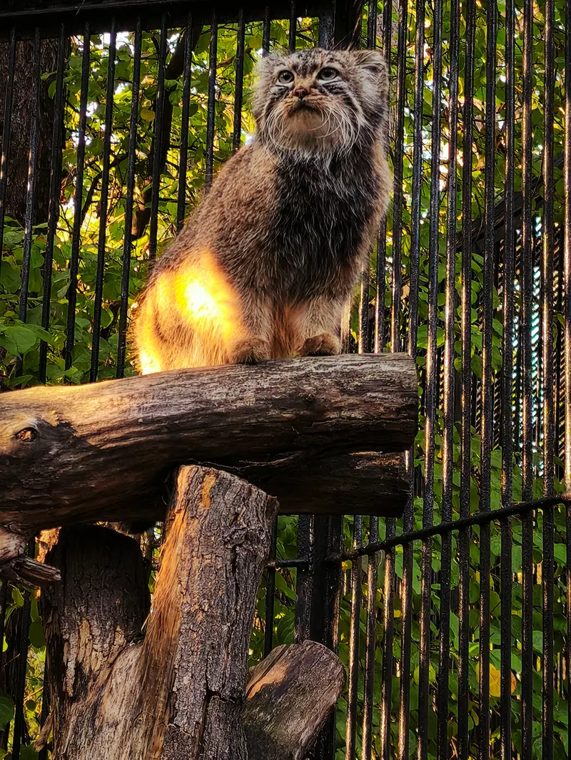 ノヴォシビルスク動物園のガビの写真