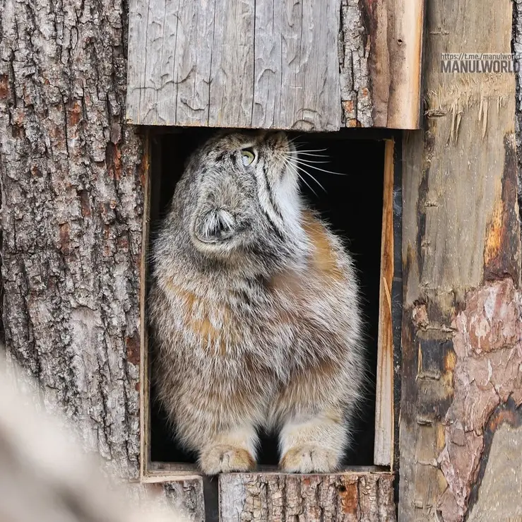 レッドリバー動物園のカイの写真