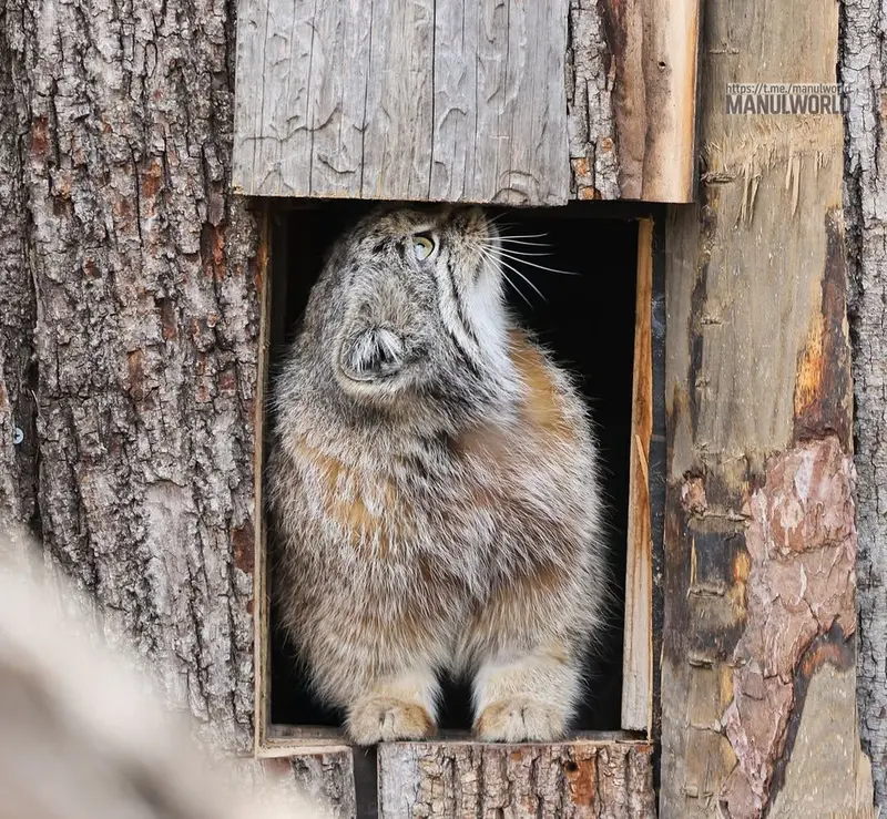 レッドリバー動物園のカイの写真