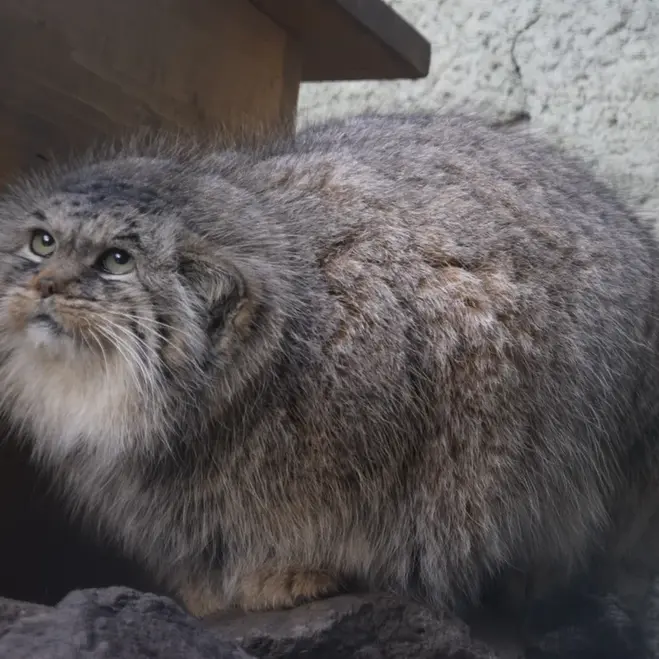 ブダペスト動物園＆植物園のボルシカの写真