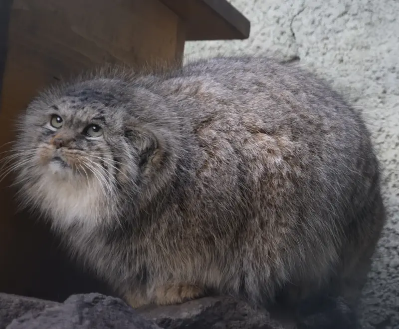 ブダペスト動物園＆植物園のボルシカの写真