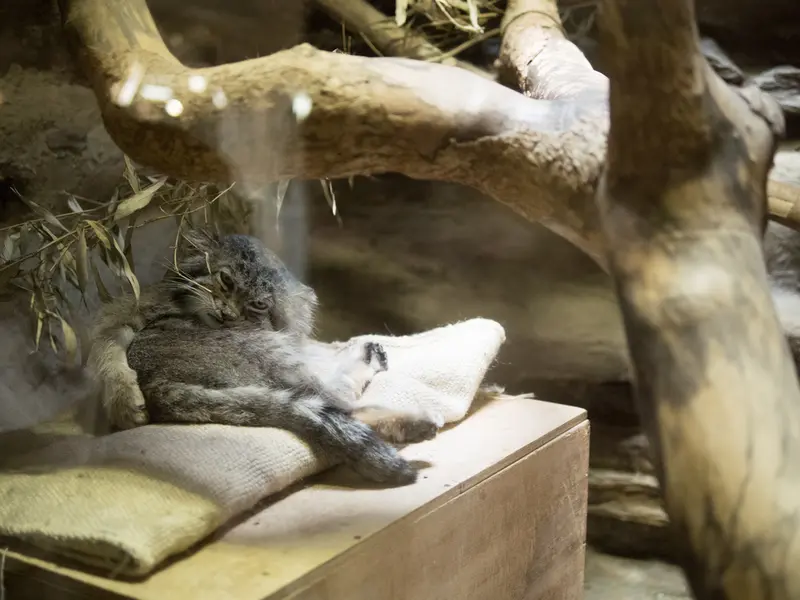 恩賜上野動物園のクリョンの写真