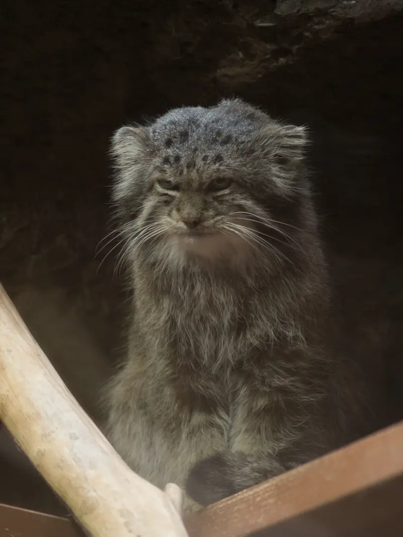 恩賜上野動物園のクリョンの写真