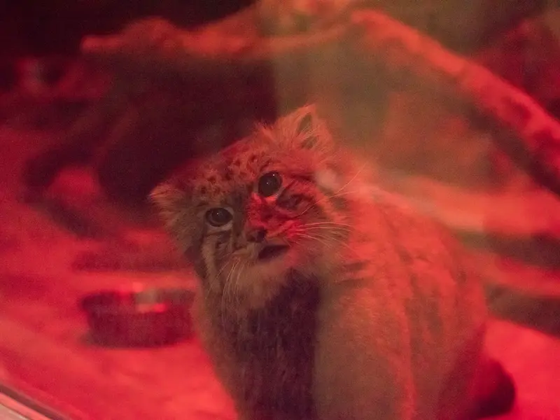 恩賜上野動物園のナイマの写真